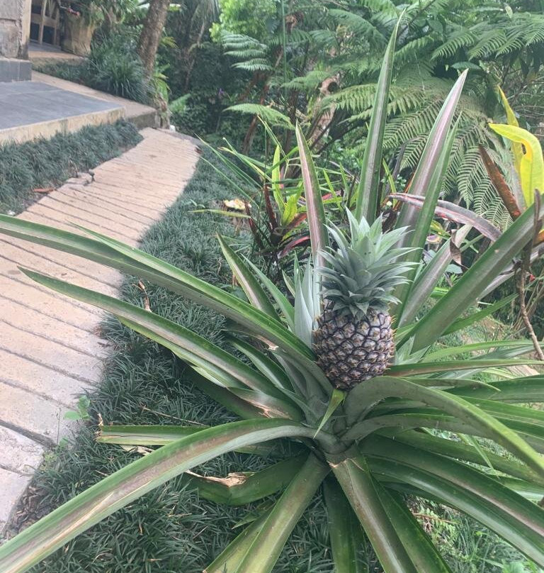 Tepi Sawah Lodge & retreat主图