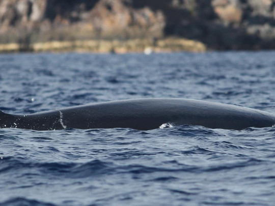 Magic Dolphin-沙尔必去景点