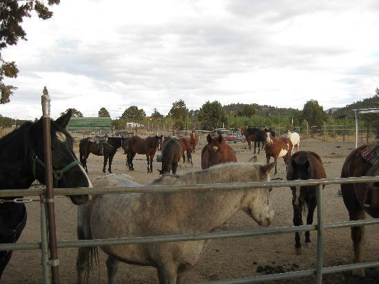 Baldwin Lake Stables-大熊湖必去景点