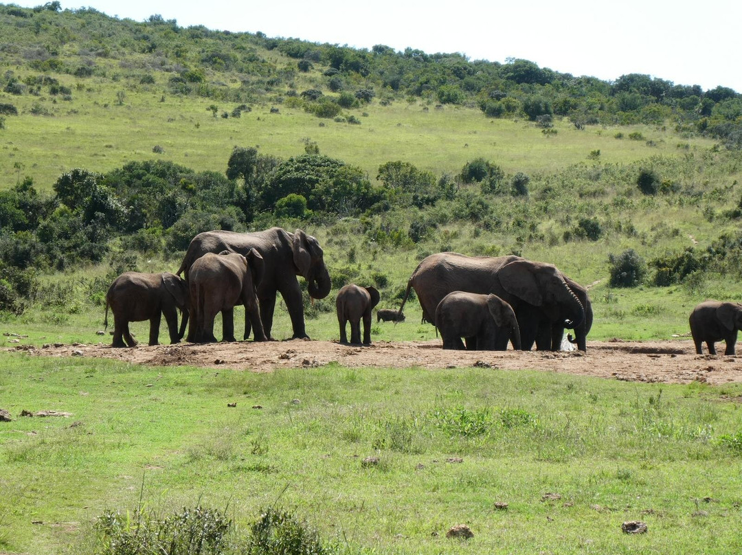 African Legends wildlife Safari