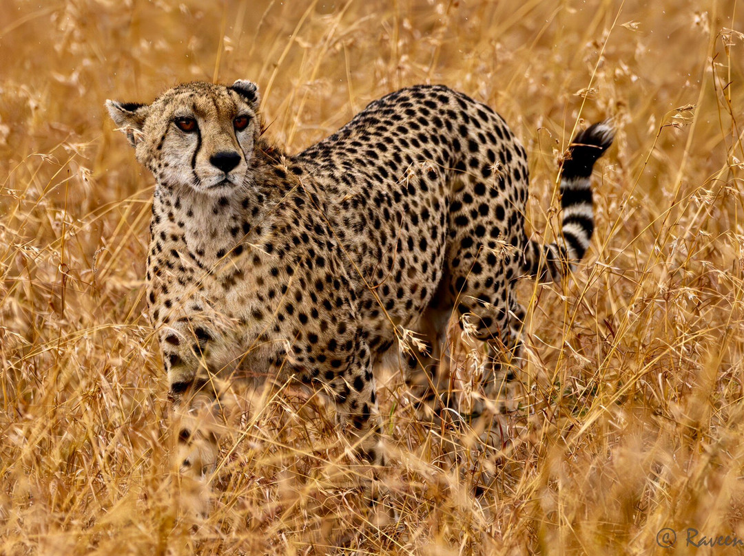 Sudhir Shivaram Photography-班加罗尔必去景点