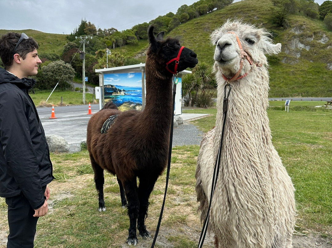 Kaikoura Llama Trekking-Kaikoura必去景点