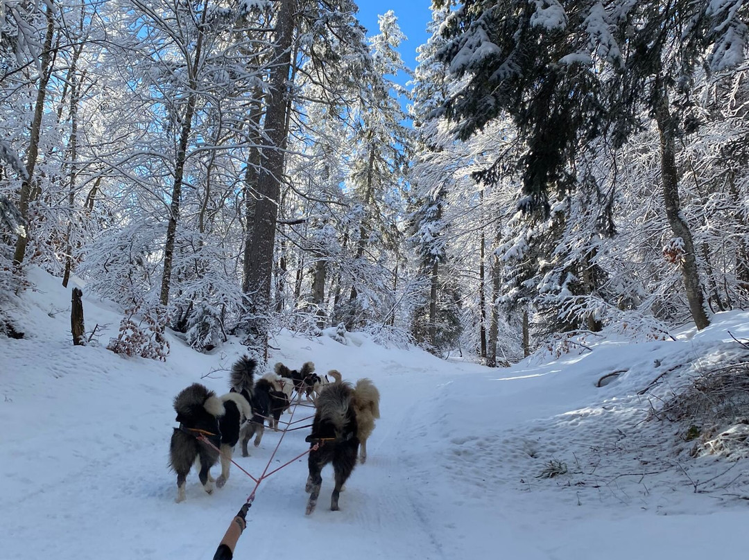 La Ferme des Chiens de Traineaux Aillons Margeriaz-Aillon-le-Jeune必去景点