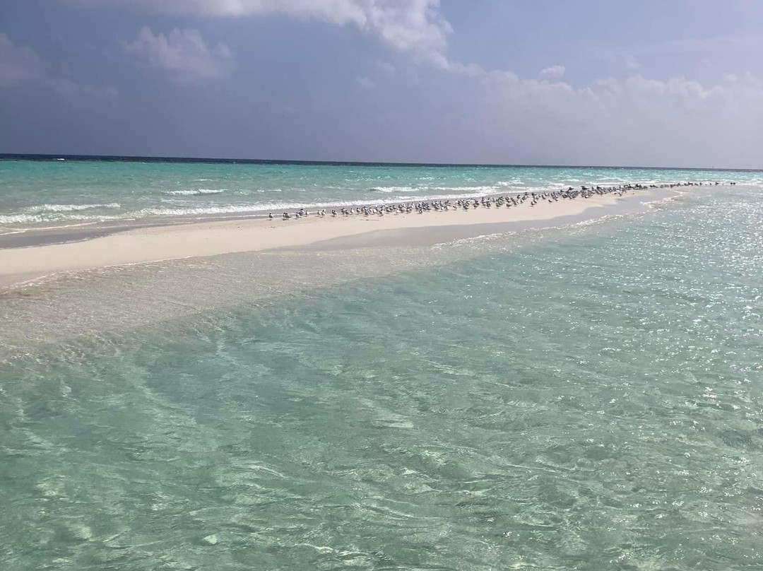 Amazing Noovilu主图