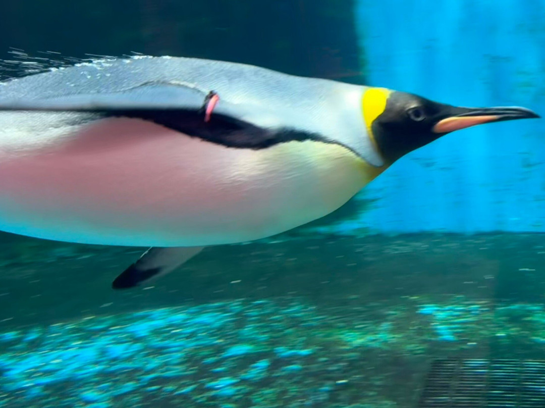 长崎企鹅水族馆景点图片