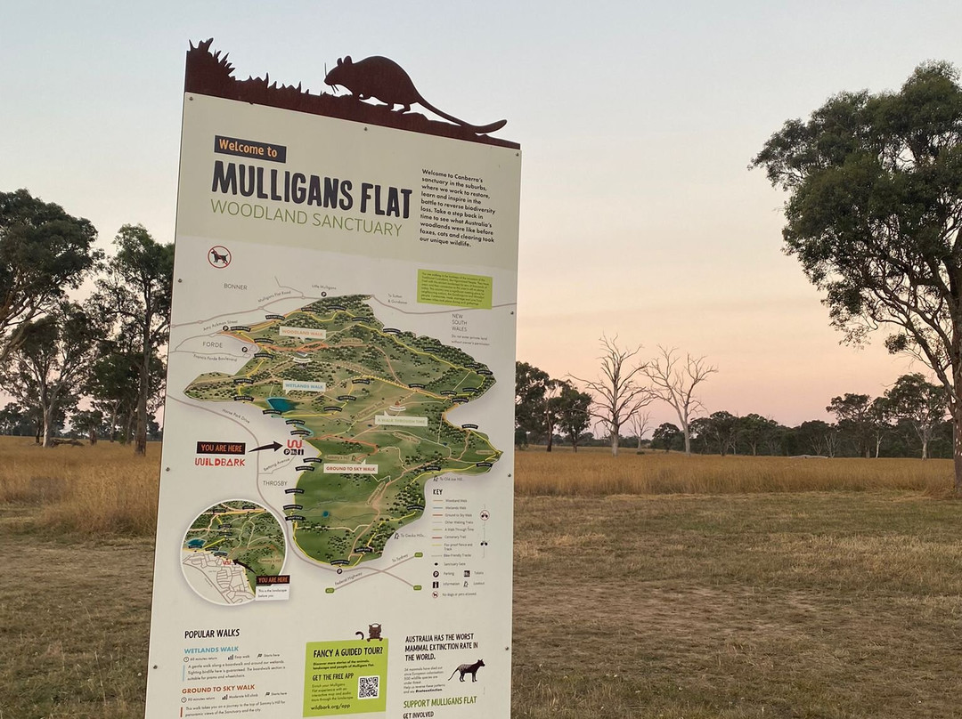 Mulligans Flat Woodland Sanctuary景点图片