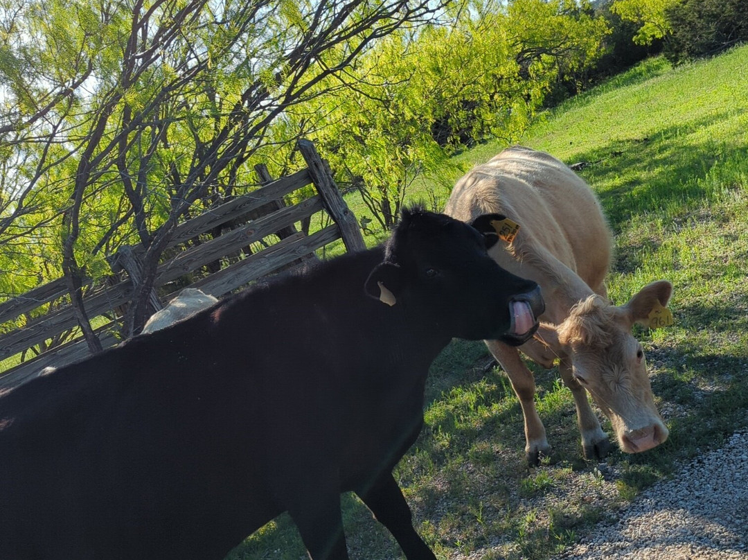 Willow City Loop-弗雷德里克斯堡必去景点