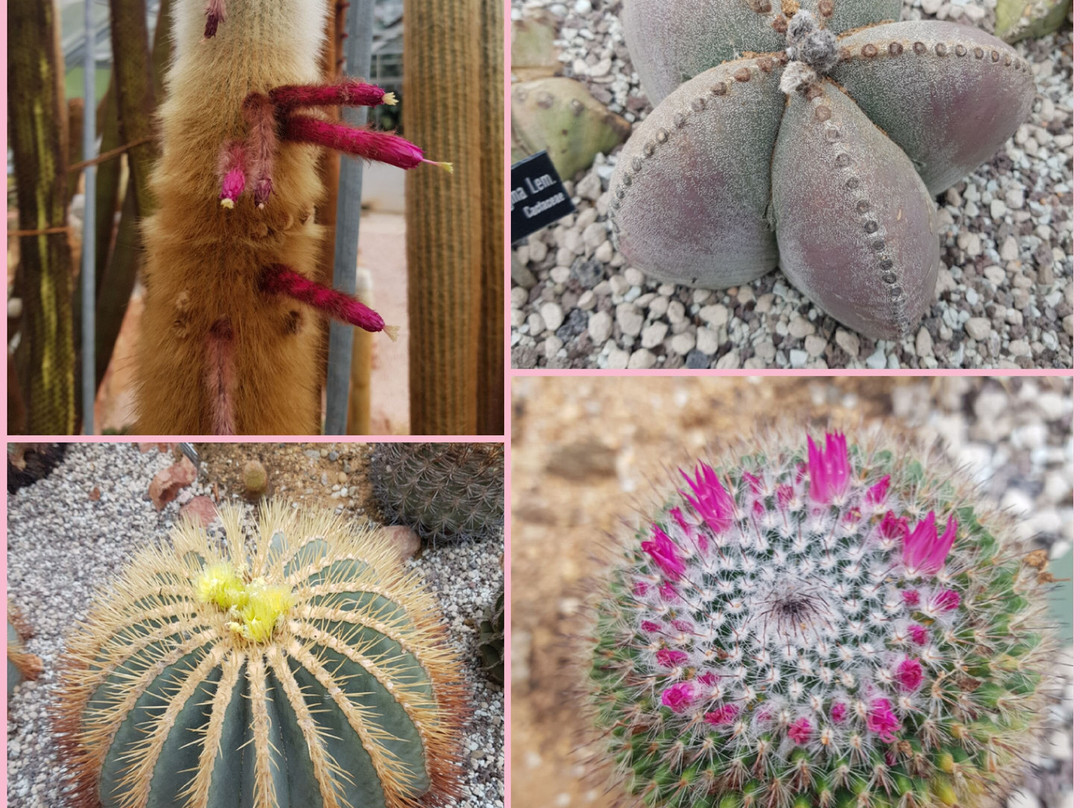 Jurassica Jardin Botanique景点图片