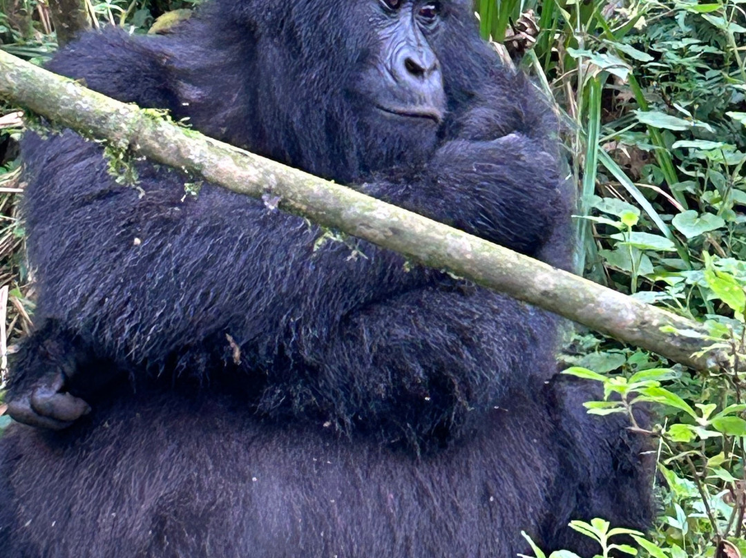 Volcanoes National Park Rwanda景点图片