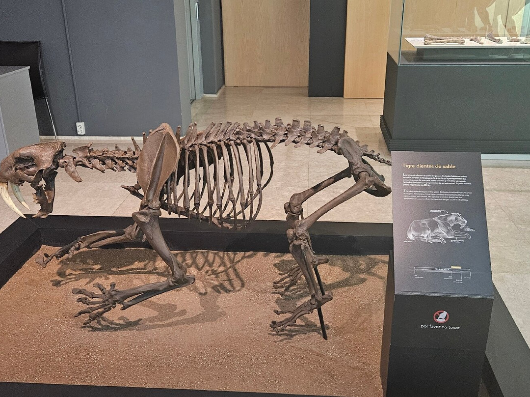 Museo de Paleontologia de Castilla-La Mancha景点图片