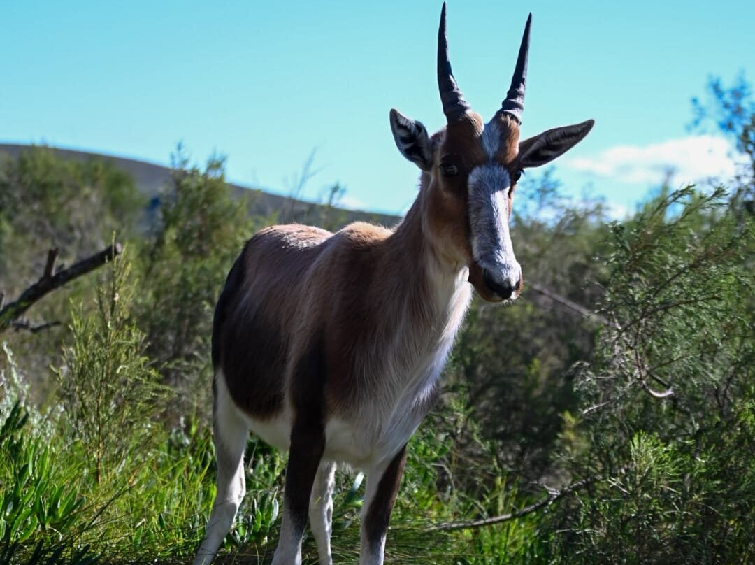 Bontebok National Park-斯韦伦丹必去景点
