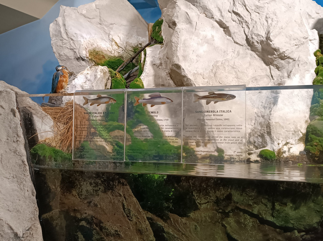 Acquario di Ariis景点图片