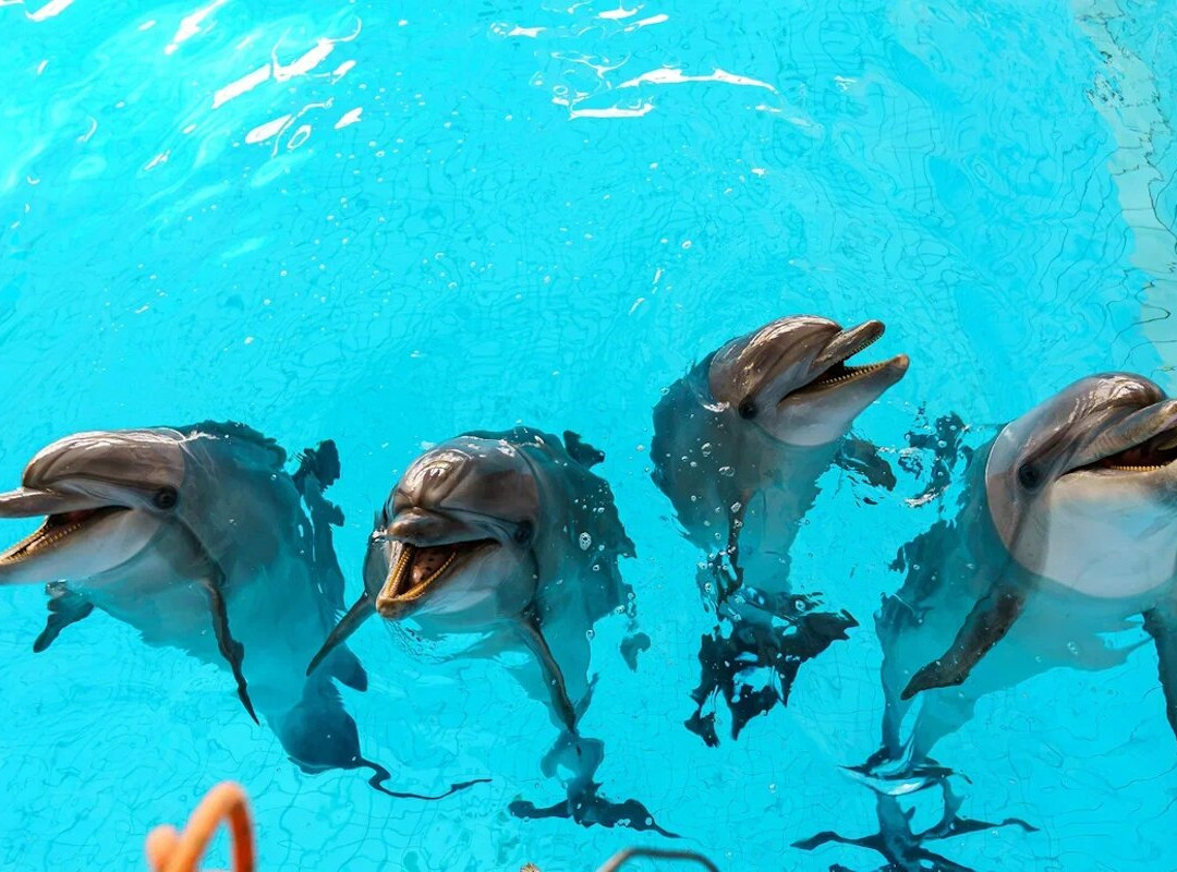 Dolphinarium Naberezhnye Chelny-Naberezhnye Chelny必去景点