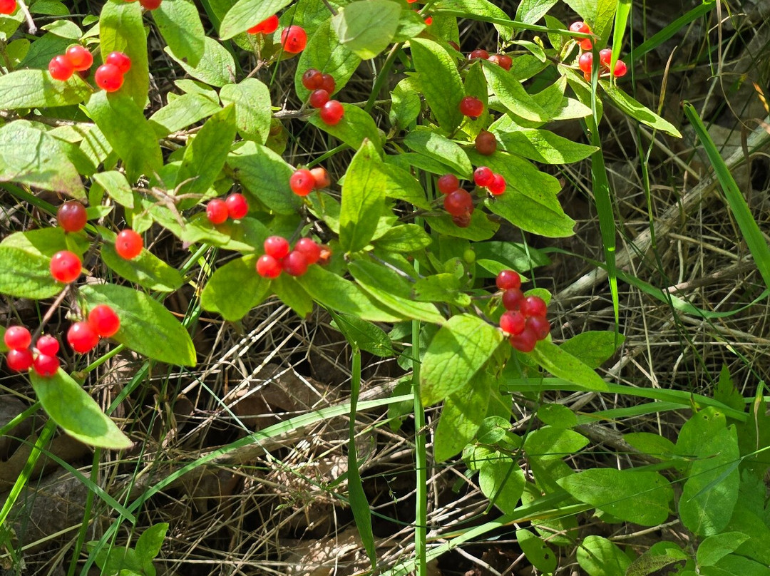 Kangaroo Lake Nature Preserve-Baileys Harbor必去景点