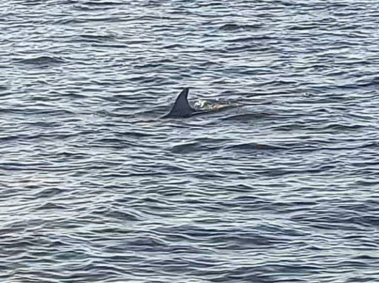 Back Bay Sailing Adventures-橙色海湾必去景点