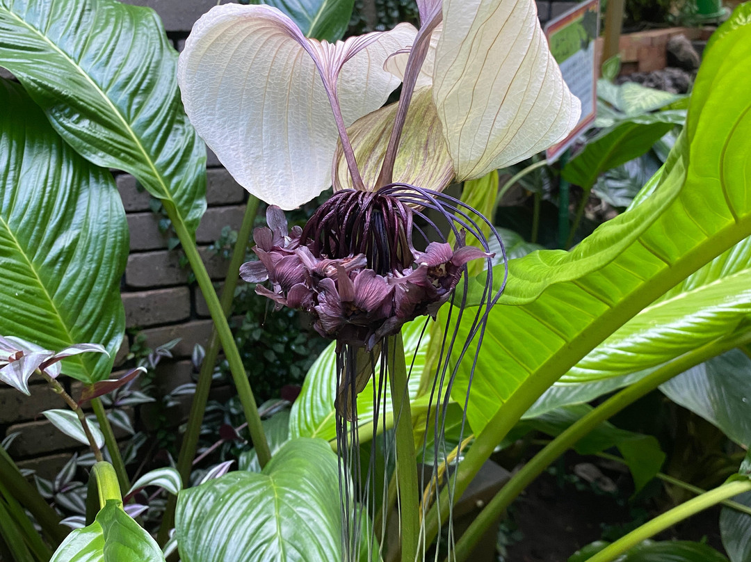 Odawara Flower Garden-小田原市必去景点