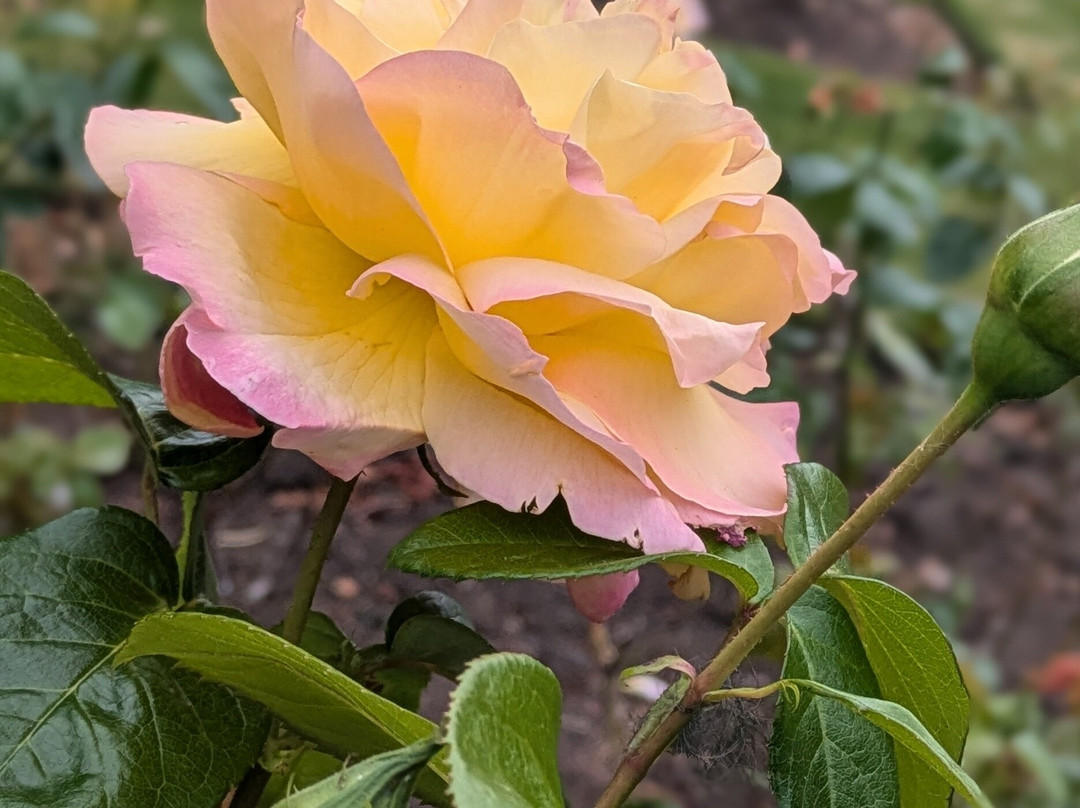 Locke Park-Redcar必去景点