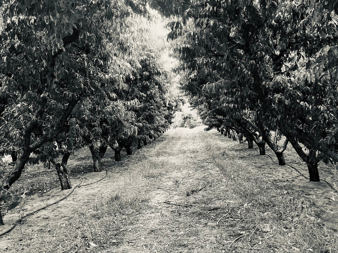 Gunkel Orchards Fruit Stand-Goldendale必去景点