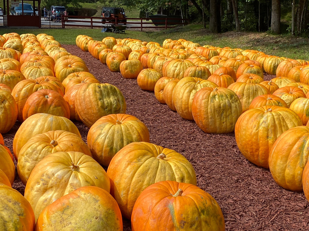 Burt's Farm-道森维尔必去景点