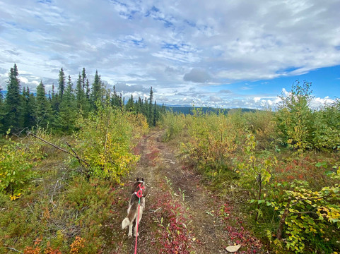 Arctic Dog Adventure Co.-费尔班克斯必去景点