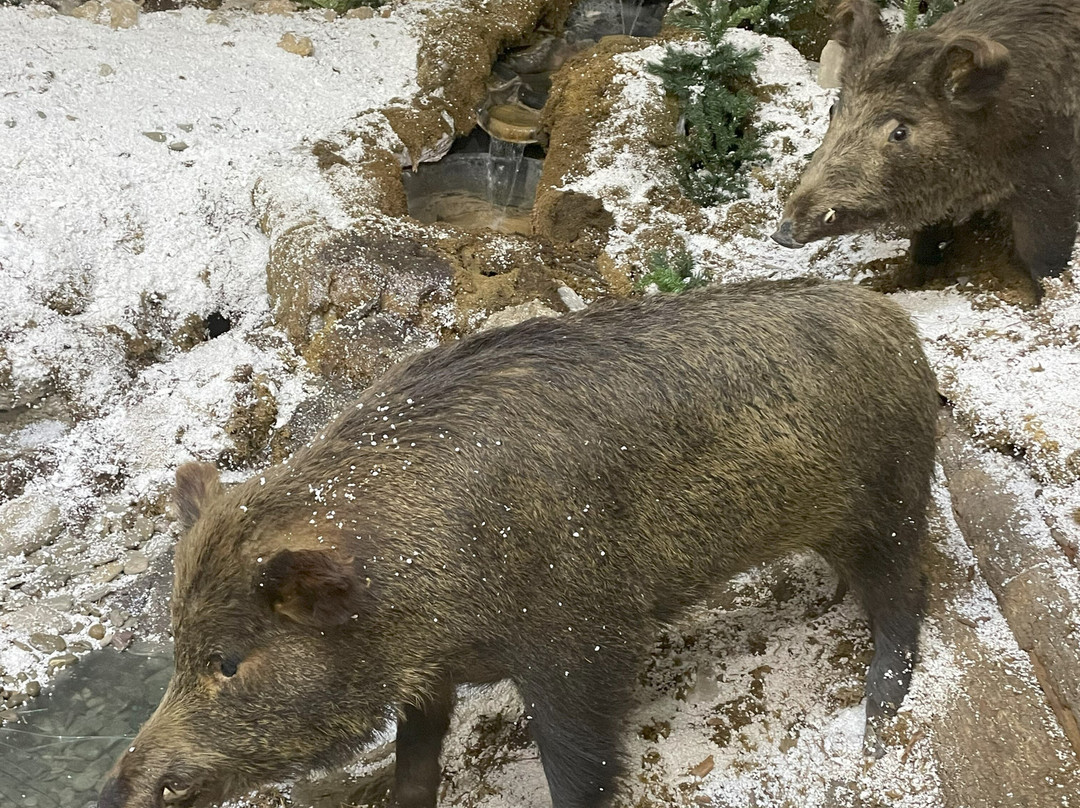 Muzeul Natura Văii Teleajenului景点图片