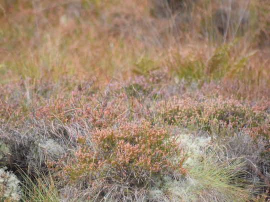 Galway's Living Bog-Mountbellew必去景点