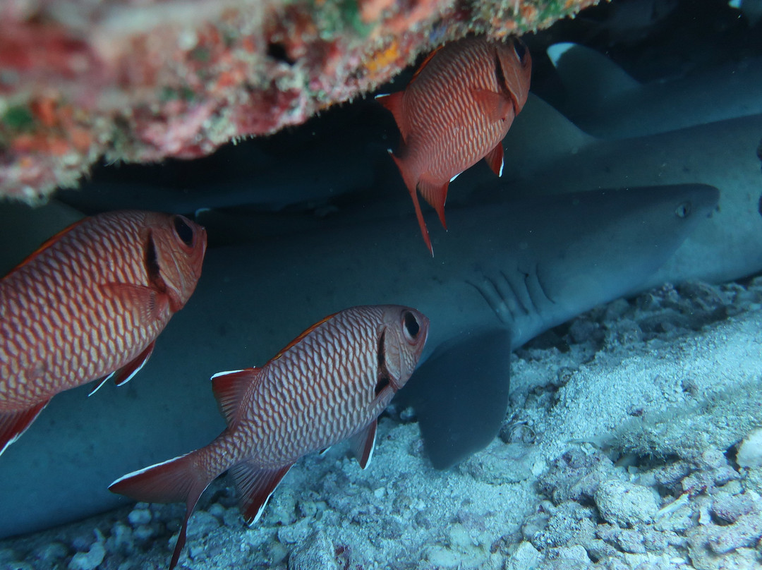 Raie Manta Diving Tikehau-Tuherahera必去景点