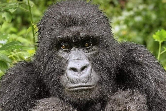 ZALA SAFARIS-Ruhengeri必去景点