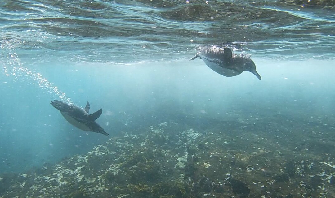 The Last Paradise-Pinzon必去景点
