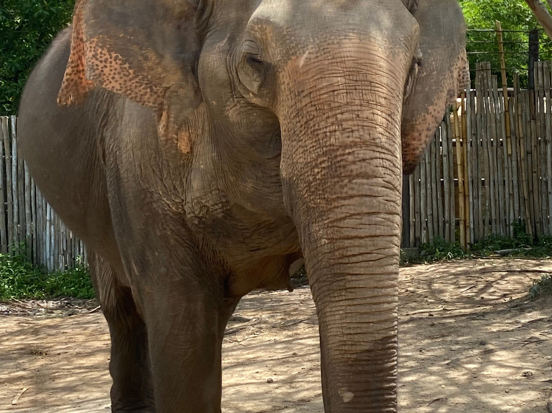 Samui Elephant Kingdom-利巴诺伊必去景点