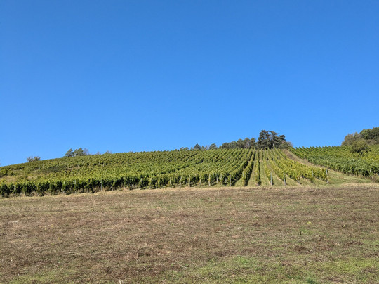 Gasthaus & Hotel Drei Lilien主图