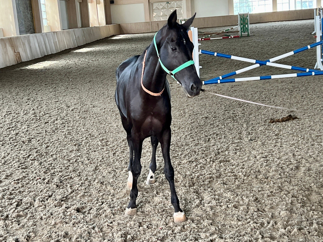 Ashgabat hippodrome-阿什哈巴德必去景点