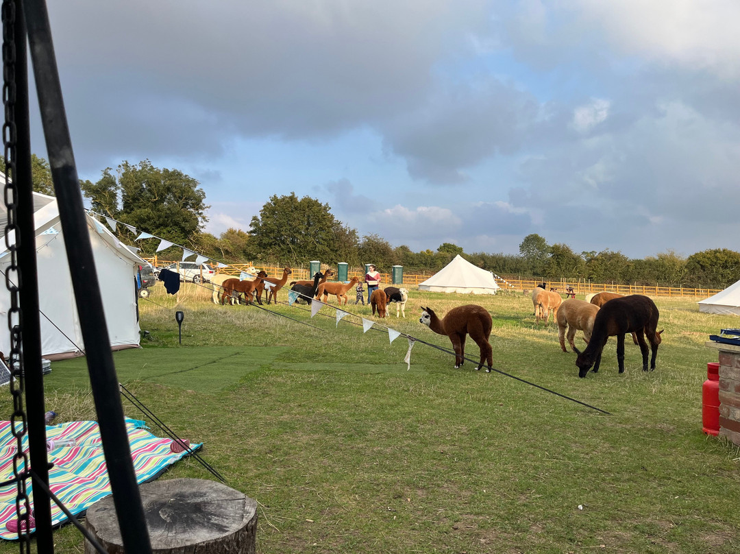 Tickhill Alpacas景点图片