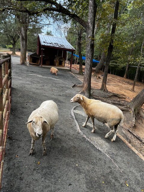 White Pig Bed and Breakfast主图