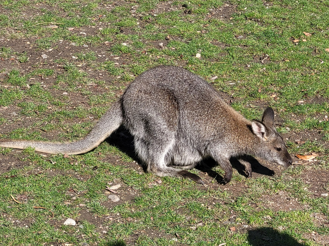 Tierpark Wismar景点图片