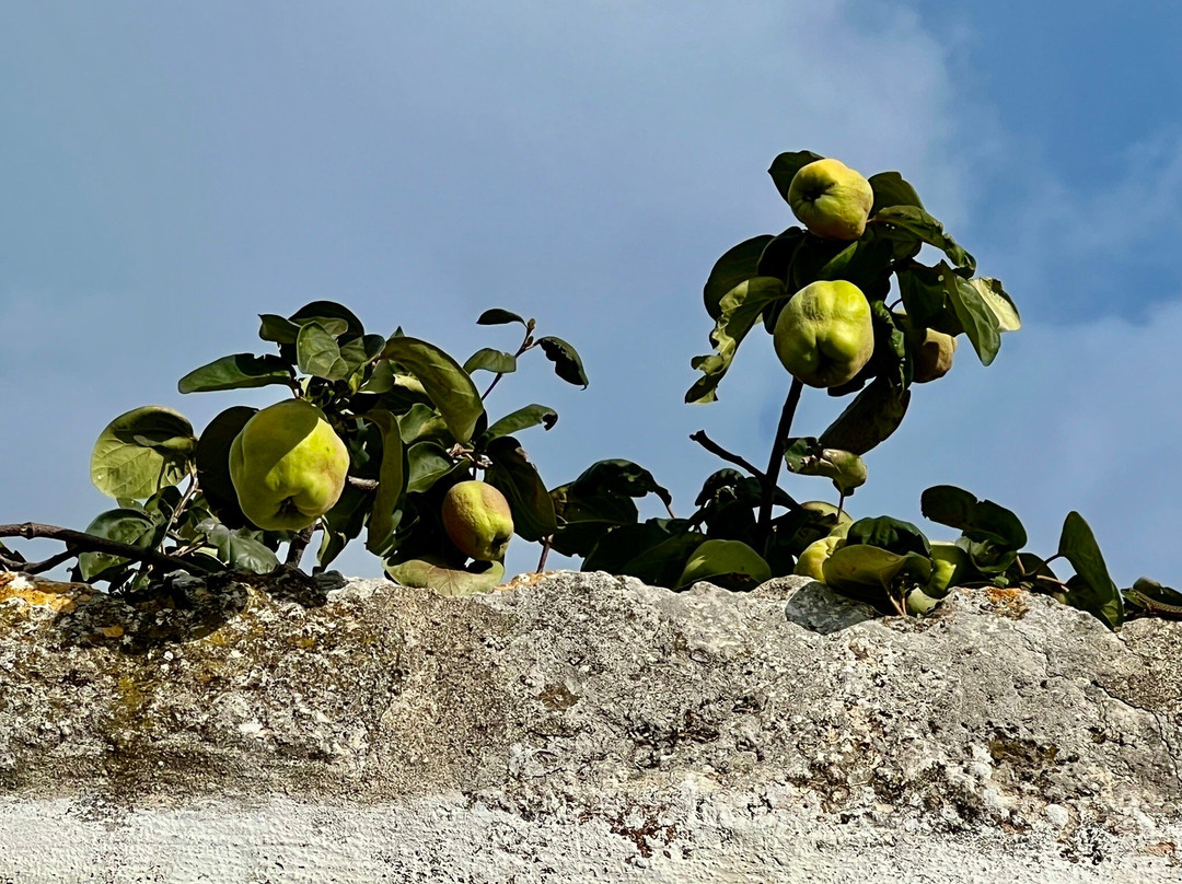 Masseria Palombara Grande主图