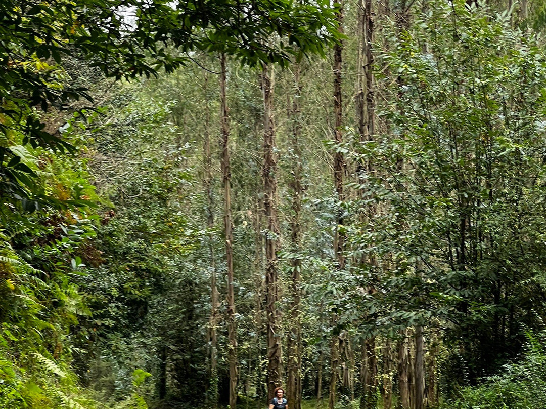 Tubuencamino景点图片