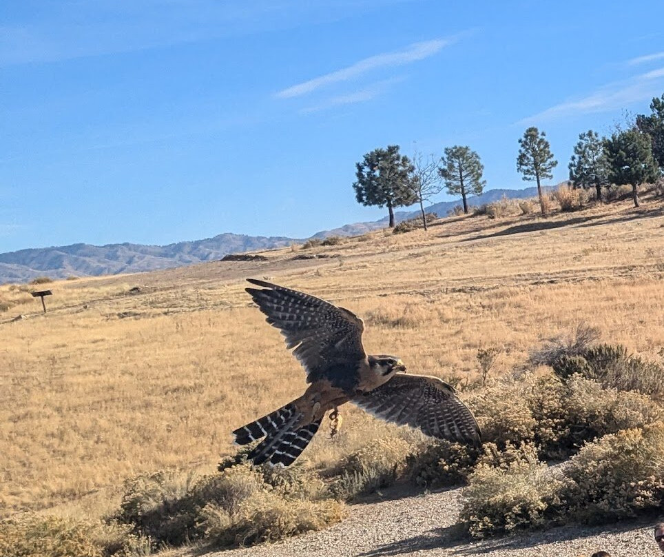 World Center For Birds of Prey-博伊西必去景点