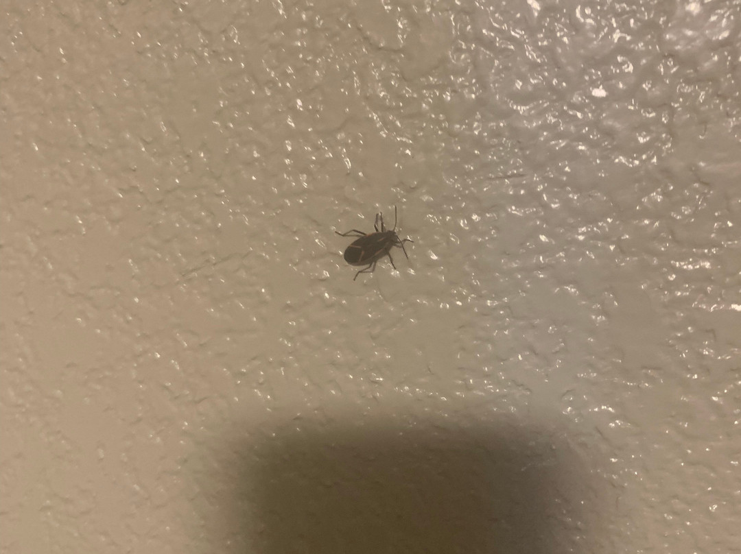 Red Roof Inn Dayton South - Miamisburg主图