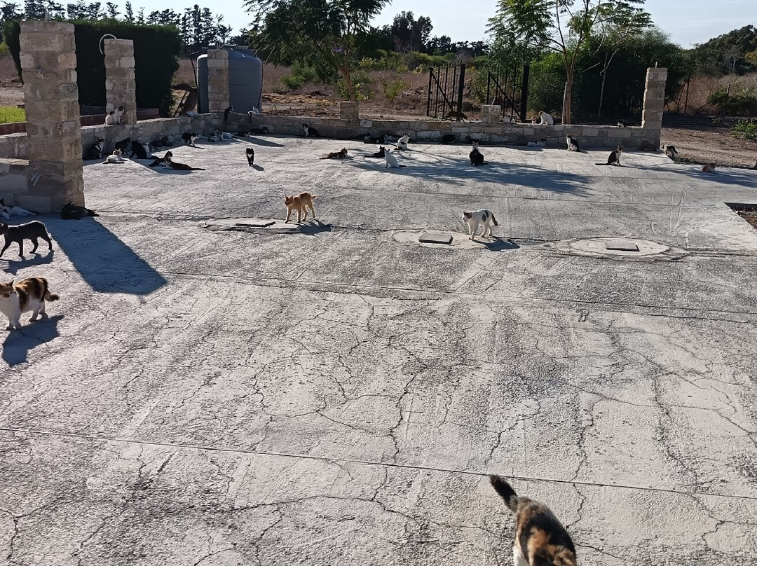 St. Nicholas of the Cats-Akrotiri必去景点