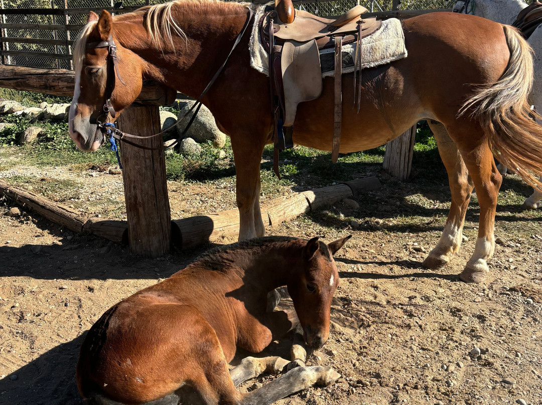 Equestrian Escape Meteora-Kastraki必去景点