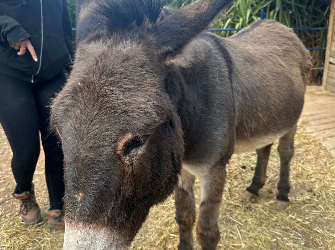 Donkeysland景点图片