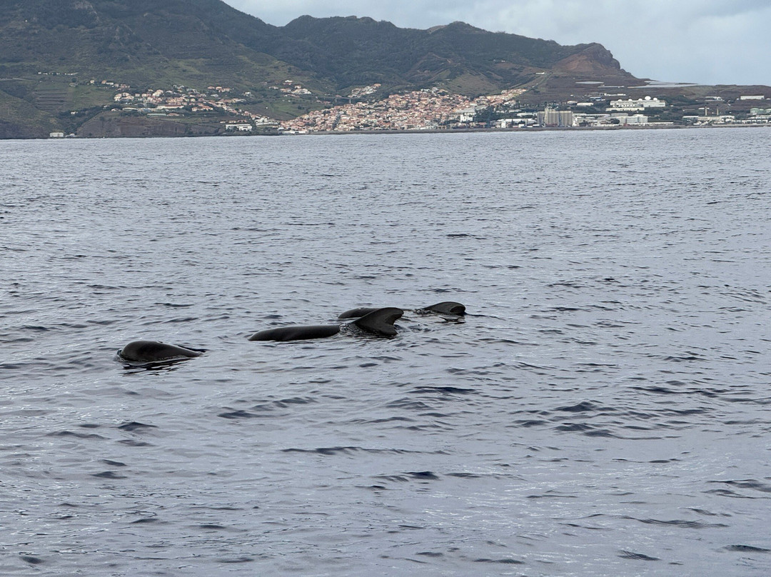 Scorpio Madeira Wild Life景点图片