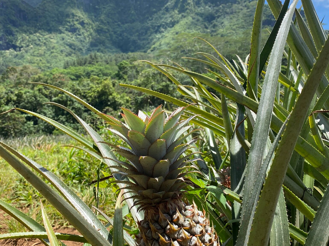 Vallée D'opuhonu (pineapple Fields)-帕佩托艾必去景点