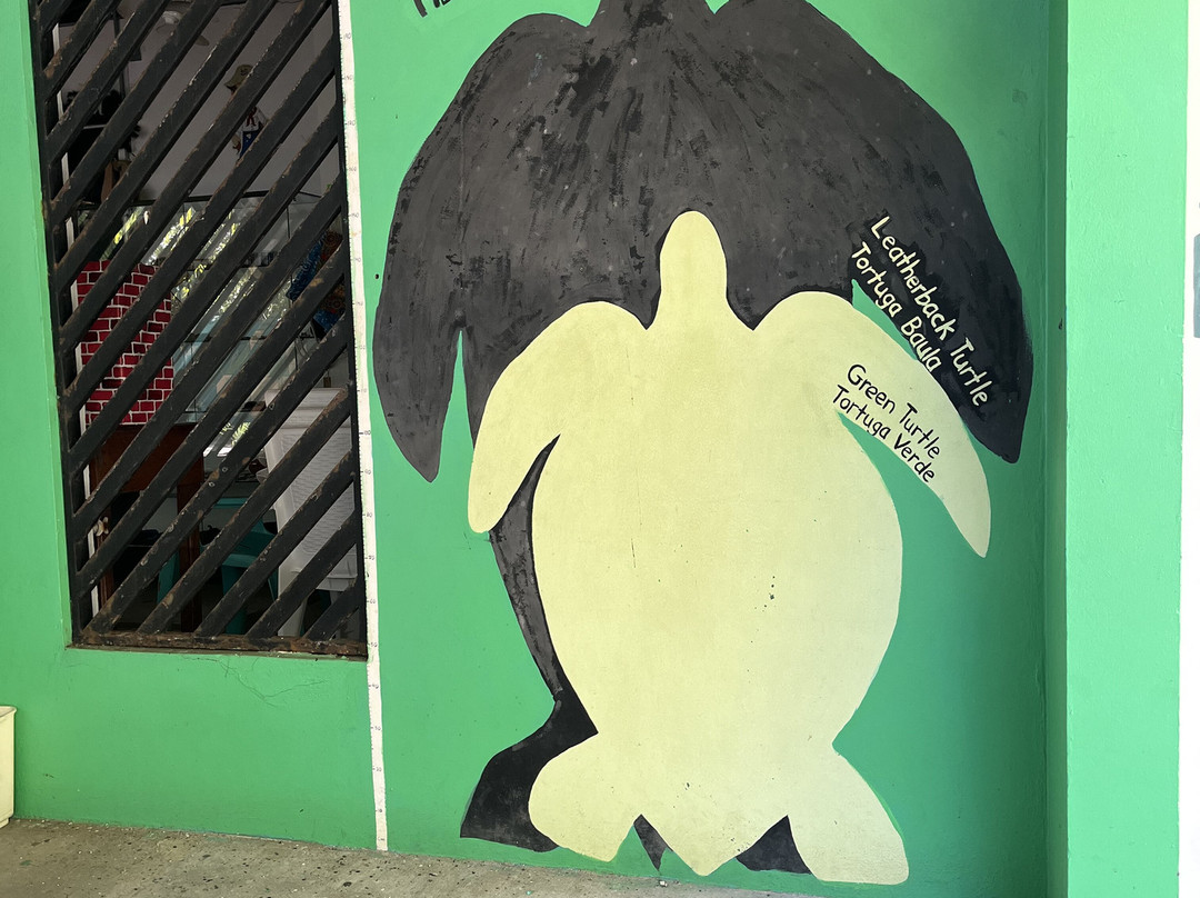 Sea Turtle Conservancy景点图片
