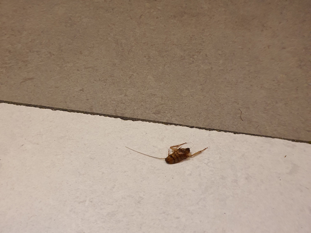 科伦坡常春藤小巷旅舍主图