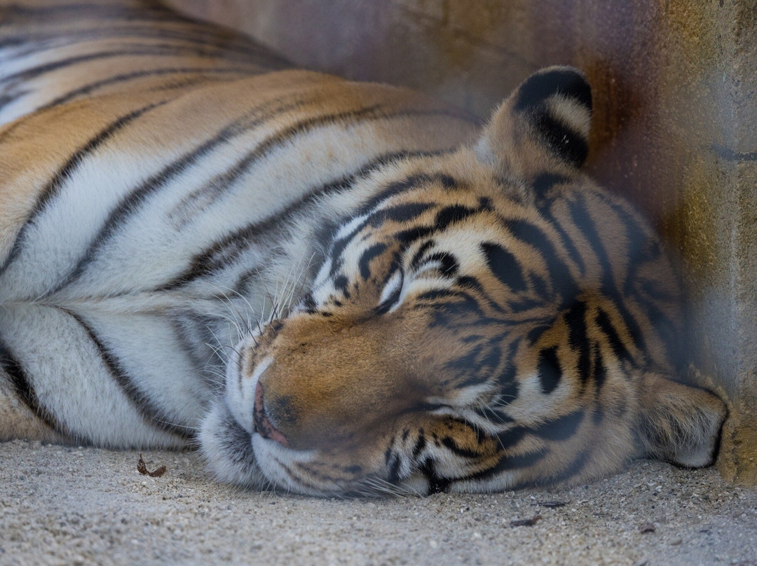 Octagon Wildlife Sanctuary-蓬塔戈尔达必去景点