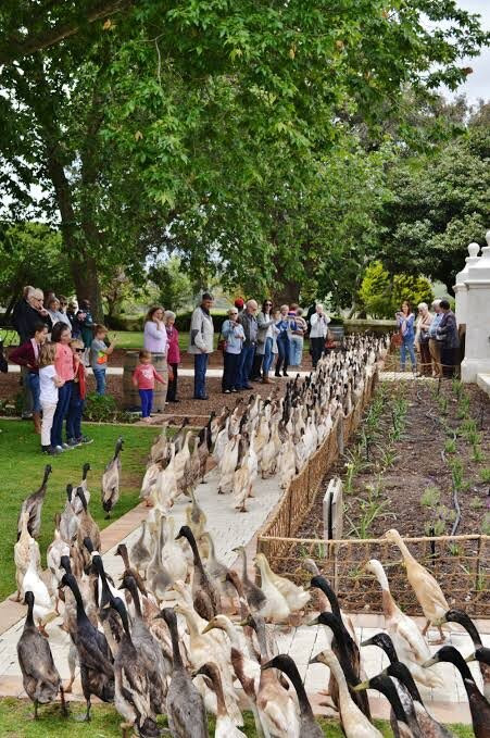 Vergenoegd Low Wine Estate-斯泰伦博斯必去景点