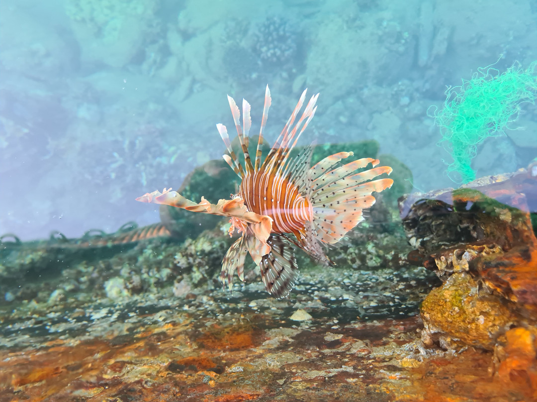 Royal Diving Centre-亚喀巴必去景点