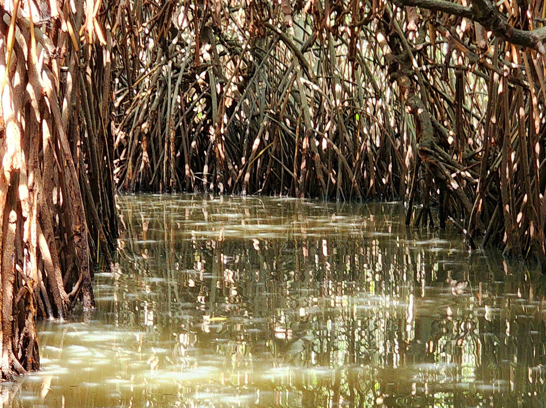 Pichavaram Mangrove Forest-Chidambaram必去景点